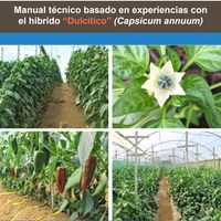 Manual técnico basado en experiencias con el híbrido “Dulcitico” (Capsicum annuum)