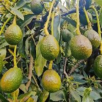 Técnica de renovación de copa en árbol de aguacate