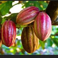 Programa el cacao en las Américas. Parte 2