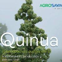 Genotipos promisorios de quinua en el sur del departamento del Cauca: una alternativa sostenible para la producción agrícola de la región