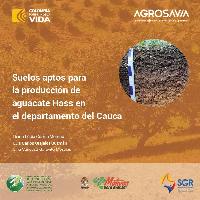 Suelos aptos para la producción de aguacate Hass en el departamento del Cauca