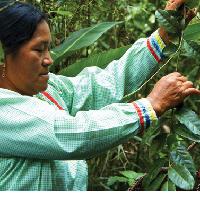 Manejo Sostenible de Guayusa para Agricultores Familiares. Manual de Buenas Prácticas