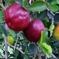 Acerola (Malpighia emarginata D.C.): Fruta promisoria con posibilidades de cultivo en Colombia. Una revisión