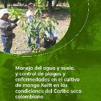 Manejo del agua y suelo, y control de plagas y enfermedades en el cultivo de mango Keitt en las condiciones del Caribe seco colombiano