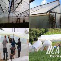 Socialización PMI Tomate, Región Occidente / IICA-CRIA