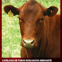 Catálogo de toros evaluados mediante pruebas de comportamiento y evaluación genética