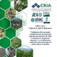 Validación del potencial productivo de un material genético promisorio de chile Cahabonero (Capsicum annuum L.), en diferentes ambientes del municipio de Santa María Cahabón