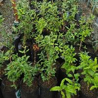 Propagación vegetativa de Granado (Punica granatum) mediante esquejes basales, en condiciones agroecológicas de Palmira, Valle del Cauca.
