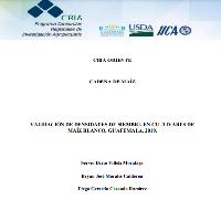 Validación de densidades de siembra en cultivares de maíz blanco, Guatemala, 2019