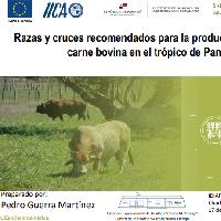 Razas y cruces recomendados para la producción de leche y carne bovina en el trópico de Panamá