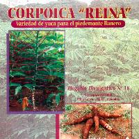 CORPOICA REINA variedad de yuca para el Piedemonte llanero.-