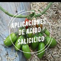 Uso de ácido salicílico en el cultivo de tomate