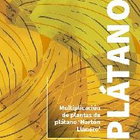 Multiplicación de plantas de plátano “Hartón Llanero”