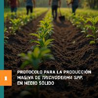 Protocolo para la producción masiva de Trichoderma spp en medio sólido