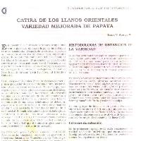 Catira de los LLanos Orientales variedad mejorada de papaya -