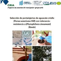 Selección de portainjertos de aguacate criollo (Persea americana Mill) con tolerancia -resistencia a (Phytophthora cinnamomi) (Rands)