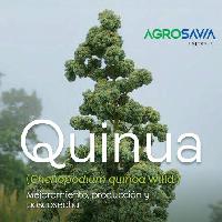 Quinua (Chenopodium quinoa Willd.): mejoramiento, producción y poscosecha