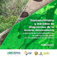 Reconocimiento y métodos de diagnóstico de la muerte descendente ocasionada por Lasiodiplodia spp. en cultivos de aguacate del departamento de Santander