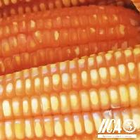 Semilla de maíz ICTA Grano de Oro