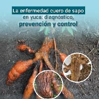 La enfermedad cuero de sapo en yuca: diagnóstico, prevención y control