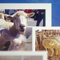 Alimento y suplementos para ovinos