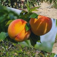 Poda en el cultivo de melocotón
