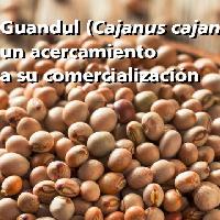 Guandul (Cajanus cajan): un acercamiento a su comercialización