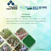 Efectos del injerto en la tolerancia a enfermedades de Solanum lycopersicum L., bajo condiciones de invernadero en las localidades de Cuya, Tejutla y San José Las Islas, San Marcos, Guatemala