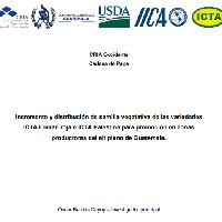 Incremento y distribución de semilla vegetativa de las variedades ICTA Loman roja e ICTA Palestina para promoción en zonas productoras del altiplano de Guatemala