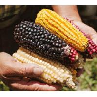 Programa: los maíces nativos en México, fuente de oportunidades