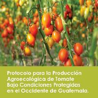 Protocolo para la producción agroecológica de tomate bajo condiciones protegidas en el occidente de Guatemala