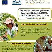 Parcela Vitrina de Café bajo Sistema Agroforestal Multiestrato (SAFM). Comunidad Buena Vista, El Paraíso, El Paraíso