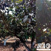 Variedades de aguacate ICTA Llano grande e ICTA San Lucas