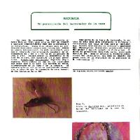 Macadamia: un parasitoide del barrenador de la nuez