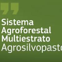 Sistema agroforestal multiestrato silvopastoril