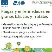 Plagas y enfermedades en granos básicos y frutales