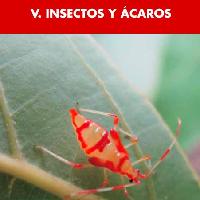 Insectos y ácaros -
