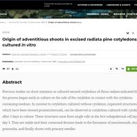 Origin of Adventitious Shoots in Excised Radiata Pine Cotyledons In Vitro