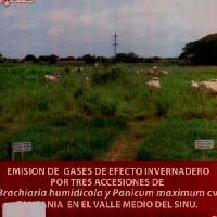 Emisión de gases de efecto invernadero por tres accesiones de Brachiaria humidicola y Panicum maxinum cv. tanzania en el Valle Medio del Sinú-