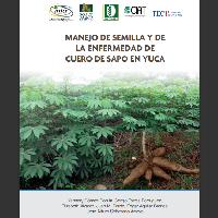 Manejo de semilla y de la enfermedad de Cuero de Sapo en Yuca