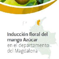 Inducción floral del mango Azúcar en el departamento del Magdalena