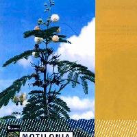 Establecimiento de Acacia forrajera (Leucaena sp.)-