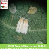 Uso de Lecanicillium lecanii para el control de la mosca blanca Bemisia tabaci en algodón y berenjena
