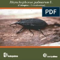 Biología, Hábitos Y Manejo De Rhynchophorus Palmarum L. (Coleóptera: Curculionidae)