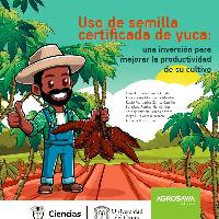 Uso de semilla certificada de yuca : una inversión para mejorar la productividad de su cultivo