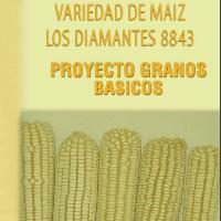 Variedad de maíz los diamantes 8843, Proyecto granos básicos