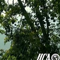 Renovación de copa e injertación de árboles de aguacate