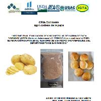 Informe final Evaluación de cinco mezclas de harina de papa variedad Loman (Solanum tuberosum l.) y trigo (Triticum aestivum I.), para la elaboración de pan, en el municipio de San Pedro Sacatepéquez, del departamento de San Marcos Compartir