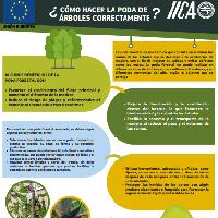 ¿Cómo hacer la poda de arboles correctamente?