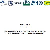 Validación de dos clones de papa (Solanum tuberosum L.) con alto contenido de Hierro y Zinc en el altiplano de Guatemala